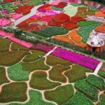 1,,Rose valley