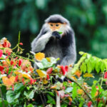 2..Son Tra Peninsula Monkey Mountain