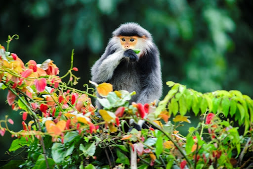 2..Son Tra Peninsula Monkey Mountain