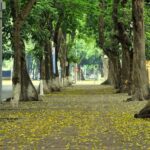 36 pho phuong HN