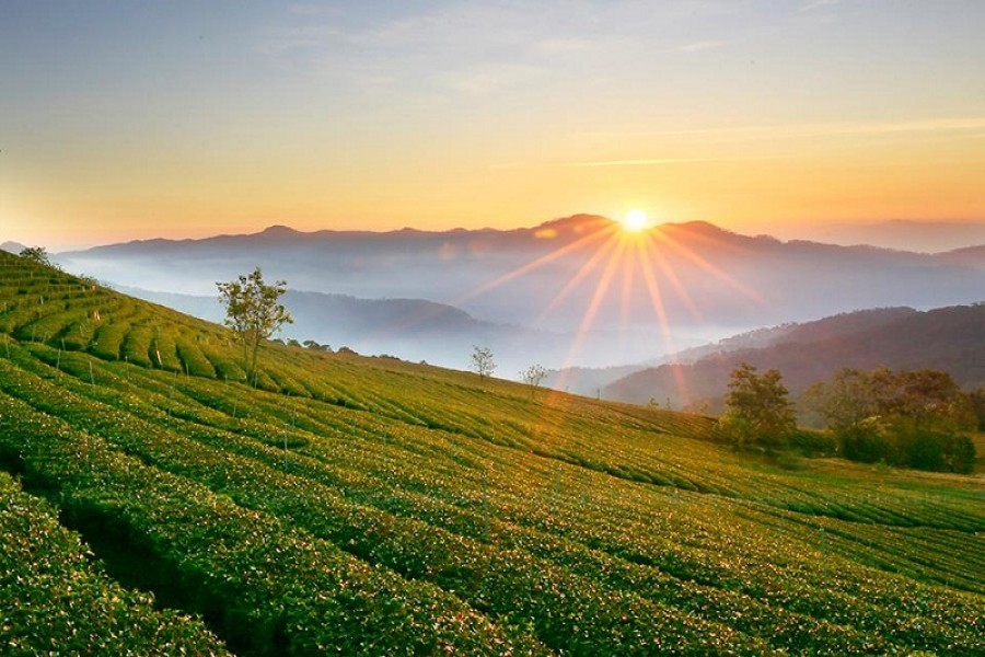 Cau Dat Tea Farm
