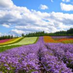 Da Lat Flower Garden