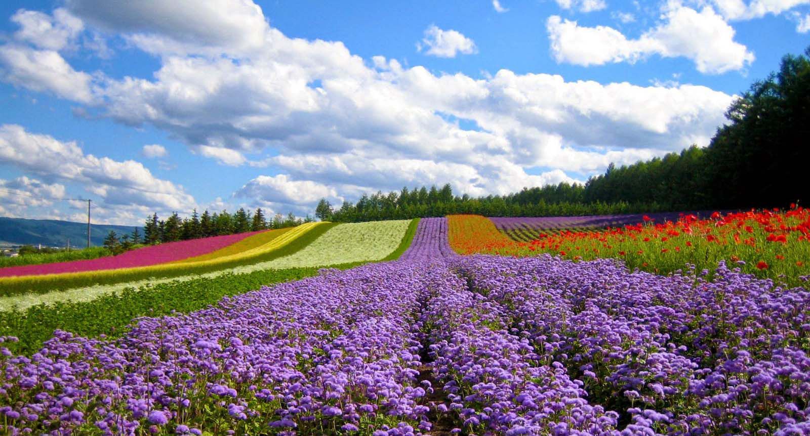 Da Lat Flower Garden
