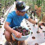 Fruit or Vegetable Picking dalat