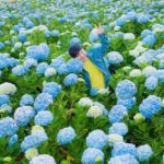 Hydrangea Farm
