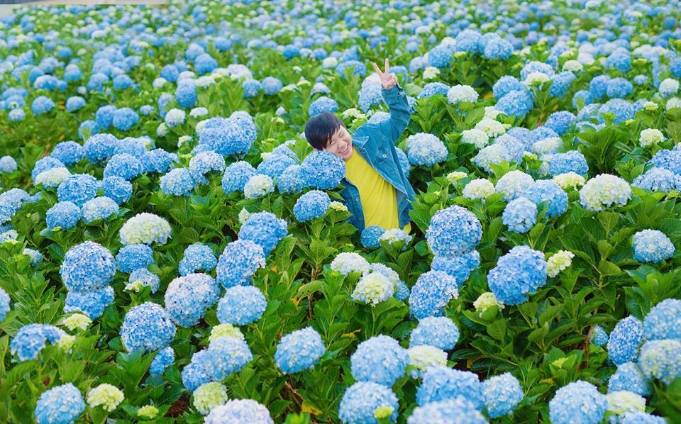 Hydrangea Farm