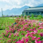 Rose Valley sapa