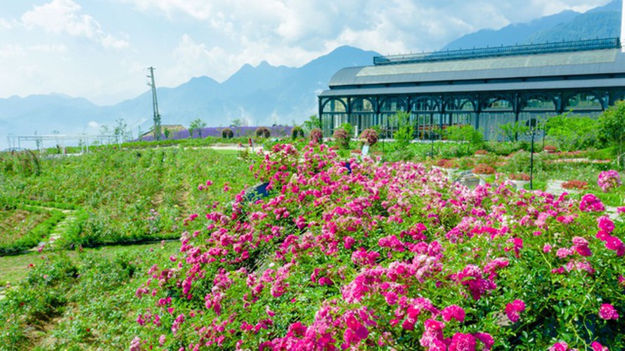 Rose Valley sapa