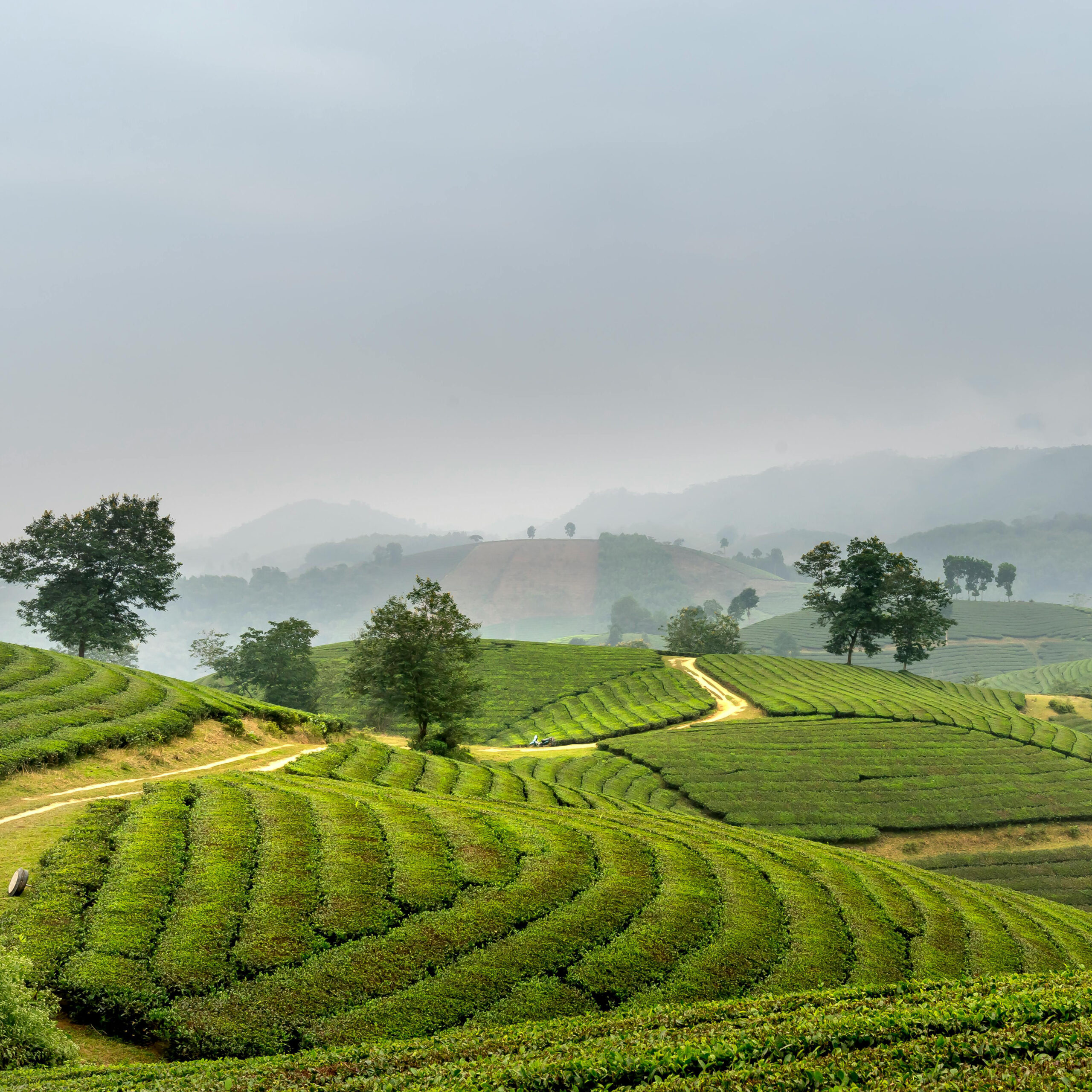 Sapa