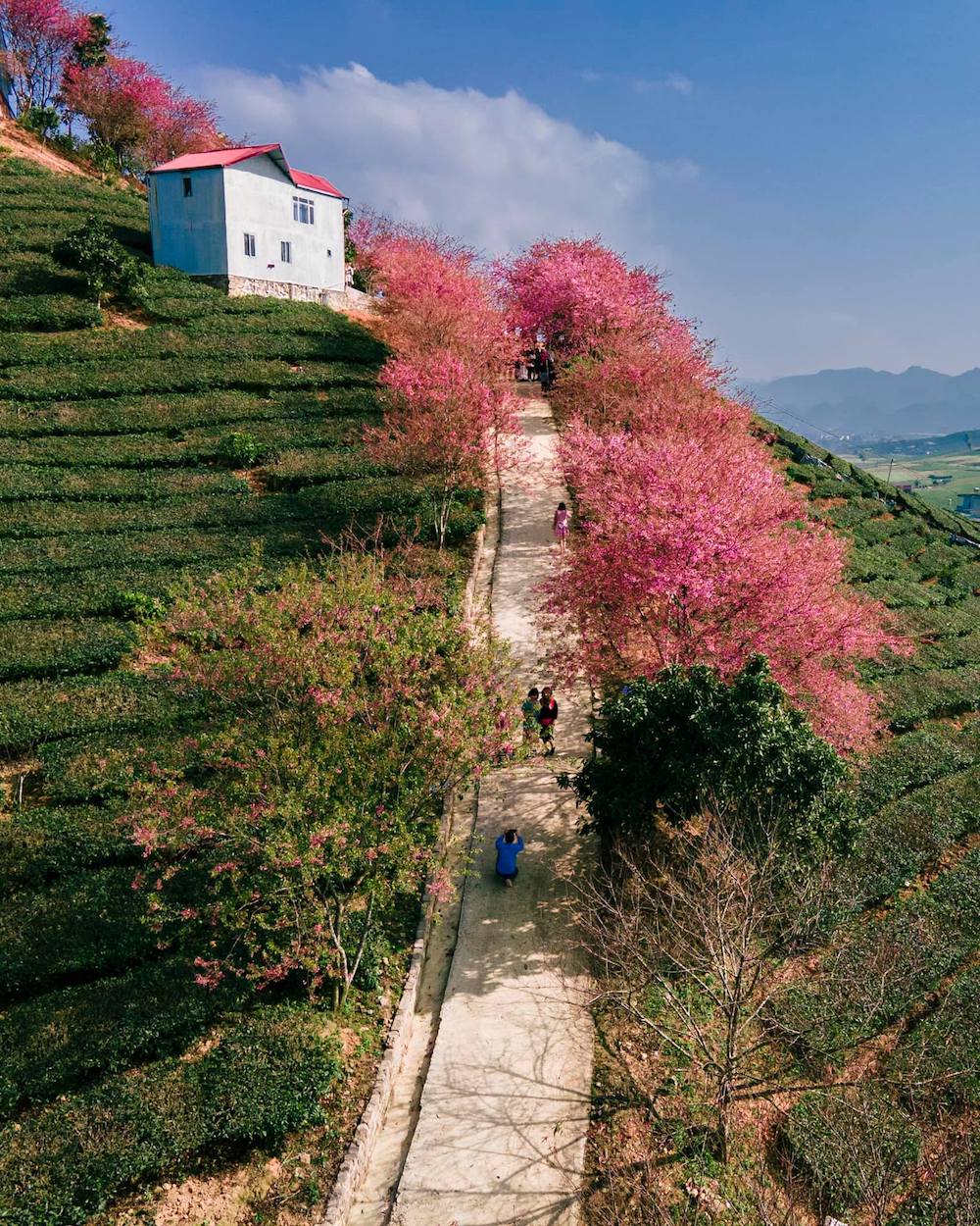 Moc Chau